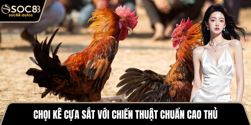 Chọi kê cựa sắt với chiến thuật chuẩn cao thủ