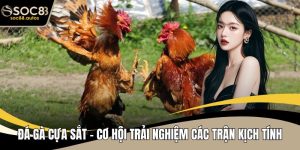 Đá Gà Cựa Sắt