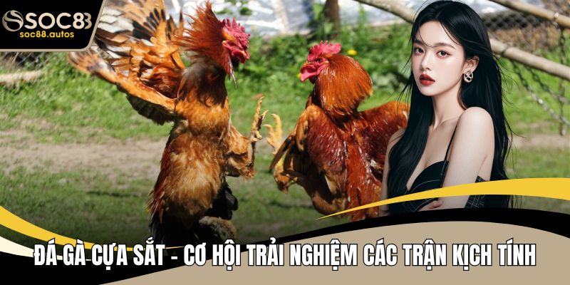 Đá Gà Cựa Sắt - Cơ Hội Trải Nghiệm Các Trận Kịch Tính Đá Gà Cựa Sắt