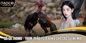 Đá Gà Thomo