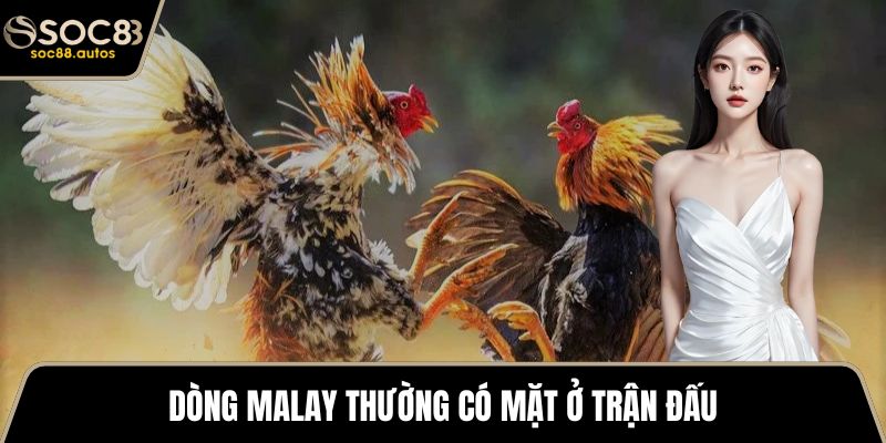 Đá Gà Cựa Dao – Thông Tin Chi Tiết Và Các Dòng Nổi Bật Dòng Malay thường có mặt ở trận đấu