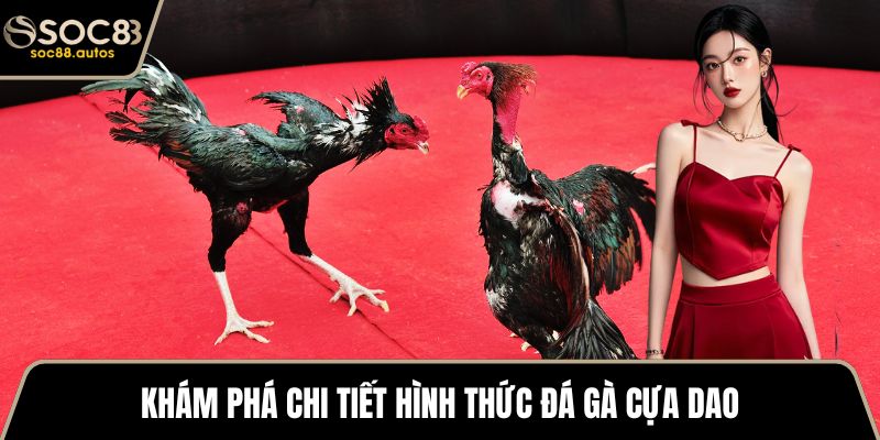 Đá Gà Cựa Dao – Thông Tin Chi Tiết Và Các Dòng Nổi Bật Khám phá chi tiết hình thức đá gà cựa dao
