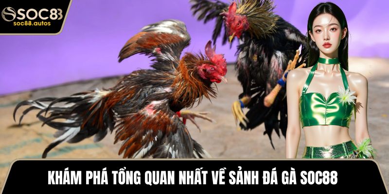 Khám phá tổng quan nhất về sảnh đá gà SOC88 