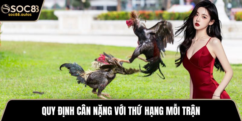 Đá Gà Thomo - Tham Khảo Từ A Đến Z Cho Các Sư Kê Mới Quy định cân nặng với thứ hạng mỗi trận