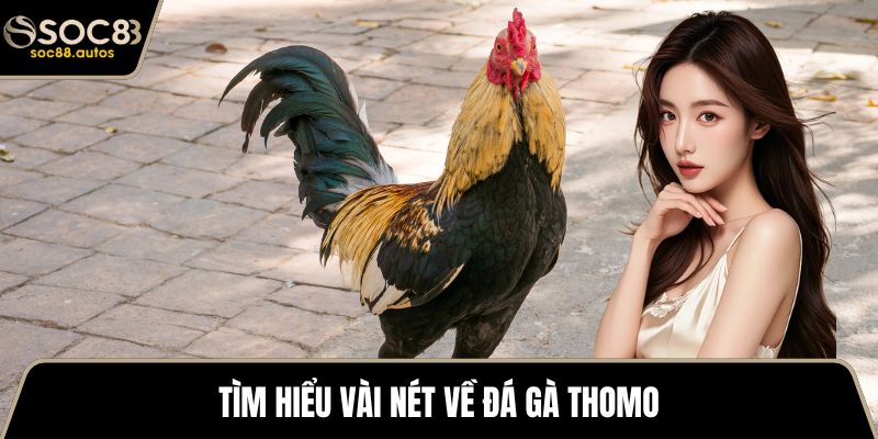 Đá Gà Thomo - Tham Khảo Từ A Đến Z Cho Các Sư Kê Mới Tìm hiểu vài nét về đá gà Thomo
